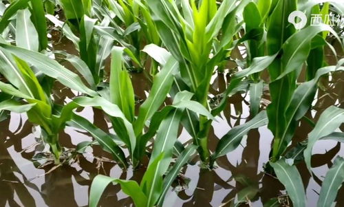 河南強(qiáng)降雨致上千公頃農(nóng)作物受災(zāi)，專(zhuān)家稱(chēng)夏糧總體穩(wěn)定但蔬菜供應(yīng)面臨挑戰(zhàn)