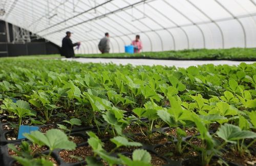 太空出差半年的農作物種子回家了，航天育種有何不同？