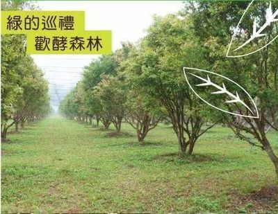 素食之光 一家酵素企業(yè)的獨(dú)特經(jīng)營(yíng)之道