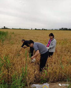 筑牢源頭防線，臨渭區(qū)扎實推進農(nóng)產(chǎn)品產(chǎn)地土壤環(huán)境與水果種植安全監(jiān)測